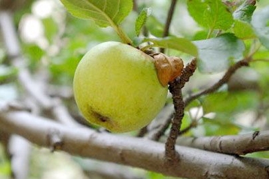 The descendant of Isaac Newton's tree continues to produce apples.