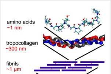 The building blocks of healthy collagen, above, begin with one-nanometer-sized amino acids, which form the universal 300-nanometer tropocollagen strands. Fibrils composed of those strands, in turn, make up the steel-cable-like collagen fibers.