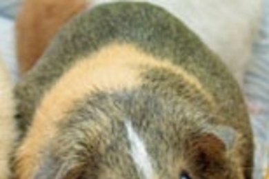 Sequencing the genome of the guinea pig can help researchers find important biological functions within the human genome.