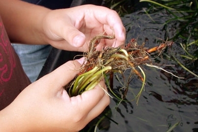 A student holds an eelgrass plant.