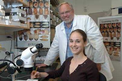 J. Troy Littleton, a professor in the Picower Institute for Learning and Memory at MIT, joins biology graduate student Sarah N. Huntwork in the lab. They have created the first genetically-engineered mutant--in this case a fruit fly--that produces no complexins (proteins that play a role in the release of neuro-transmitters) during cell-to-cell signaling.