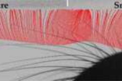 This frame from a time-lapse movie shows multiple traces (red) of a single rat whisker, captured at 3,200 frames per second, as it moves from left to right across a rough surface and then a smoother one. (For clarity, only every 3rd trace is shown, or about one per millisecond).  Clusters and gaps of the traces correspond to this whisker's rapid sticking and slipping movements during ~175 millisec...