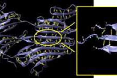 This figure shows the structure of a beta-sheet protein, Z1-Z2 telethonin complex, in the giant muscle protein titin. The inset shows the orientation of the protein backbone of three beta strands (in purple) with hydrogen bonds (yellow) holding the assembly together. Buehler and Keten found that hydrogen bonds in beta-sheet structures break in clusters of three or four, even in the presence of man...
