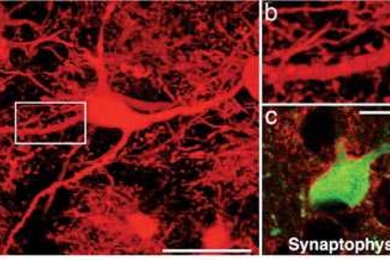 In this magnified image from the PNAS paper, a nerve cell derived from artificially created stem cells is shown after its integration in an animal brain.
