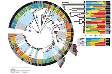 Figure shows the likely habitats of vibrio bacteria populations mapped by MIT researchers onto a phylogenetic tree for all strains found in the samples taken from the Atlantic Ocean near Plum Island, Mass. Dot colors indicate the size of the bacteria (the largest attach to zooplankton, next size attaches to large organic particles, then small organic particles, and finally the smallest are free-fl...