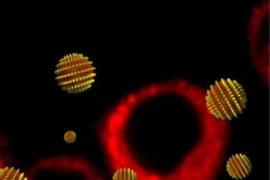 MIT researchers have created 'striped' nanoparticles capable of entering a cell without rupturing it. In the background of this cartoon are cells that have taken up nanoparticles carrying fluorescent imaging agents