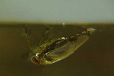 The backswimmer Notonecta hangs inverted from the water's surface. Its respiratory bubble covers the bulk of its body.