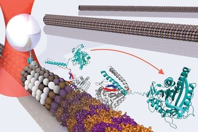 Kinesin, a small motor protein found in cells, walks stepwise on microtubules to perform cellular processes. In each step, a power stroke is generated when two mechanical elements (neck linker, in red, and cover strand, in blue) form a beta-sheet that folds to drive the protein forward.