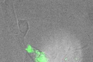 This image shows the cell before hydrogen peroxide is added.