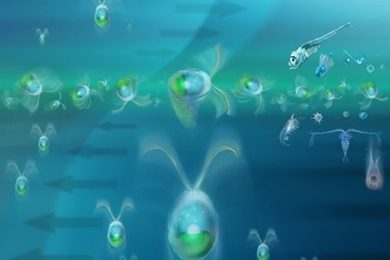 Researchers discovered that thin layers of phytoplankton form where strong variations in flow velocity cause the cells to overturn. These flow conditions form a watery trap: phytoplankton can swim in but not out.