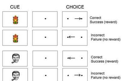 Given different images as cues, monkeys were trained to look right or left for rewards. MIT neuroscientists found that neurons responded differently following correct and incorrect responses, with correct responses setting up the brain for additional successes.