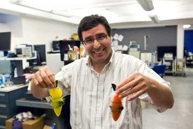 Professor Kamal Youcef-Toumi holds two robotic fishes he designed with recent PhD student Pablo Valdivia y Alvarado. The sleek robots can more easily maneuver into areas where traditional underwater autonomous vehicles can't go.