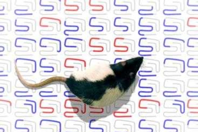 Researchers at MIT's Picower Institute for Learning and Memory have found that rats use a mental instant replay of their actions to help them decide what to do next, shedding new light on how animals and humans learn and remember.