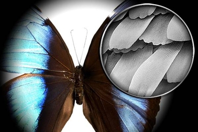 An electron microscope image of a butterfly's wings.