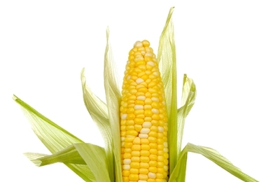 Ear of corn in a water glass