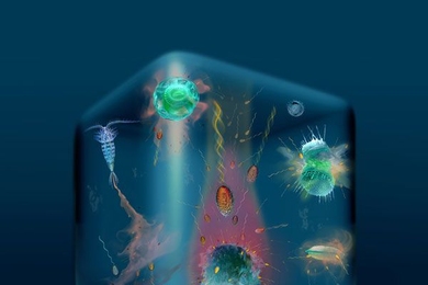 The image selected for use as the cover of the journal <i>Science</i>.