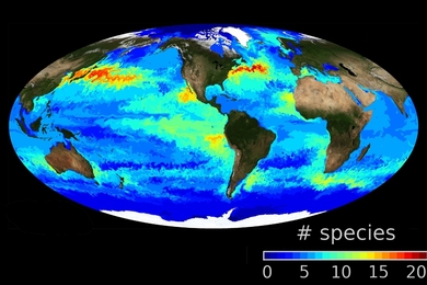 Daily, global image of phytoplankton diversity from a high resolution ocean and ecosystem model for Oct. 19, 1999. Colors represent the number of types of phytoplankton.