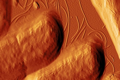 This image, taken with atomic force microscopy, shows E. coli bacteria after they have been exposed to the antimicrobial peptide CM15. The peptides have begun destroying the bacteria’s cell walls.