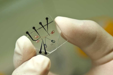 A single unit of the new desalination device, fabricated on a layer of silicone. In the Y-shaped channel (in red), seawater enters from the right, and fresh water leaves through the lower channel at left, while concentrated brine leaves through the upper channel. 
