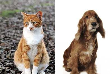 Previous studies showed that when monkeys are trained to categorize animals by distinguishing cats from dogs, some neurons in the prefrontal cortex become tuned to the concept of “cat” while others respond to the idea of “dog.” This new study trained the monkeys to perform two different categorization tasks — distinguishing cats from dogs and sedans from sports cars.