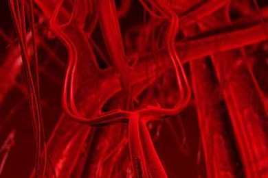 MIT and Tufts researchers have shown that mechanical forces from cells that surround small blood vessels may control the growth of new vessels.