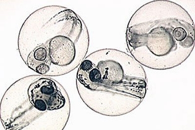Zebrafish embryos, seen here, are transparent and have internal organs that can be easily seen as they develop.