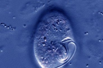 An image of the ventral face of <em>Oxyrrhis marina</em>, a micro-organism whose behavior was studied by an international team of scientists led by Professor Roman Stocker of the MIT Department of Civil and Environmental Engineering.