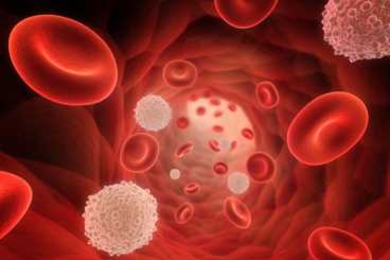 Red and white blood cells flow through a blood vessel. White blood cells known as memory T cells help the body react quickly to viruses or bacteria it has seen before.
