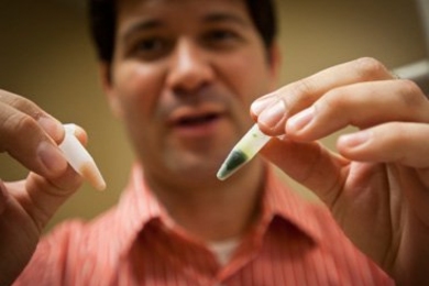 Postdoctoral researcher Iftach Yacoby holds vials containing two of the materials used in the research: On the right, green photosynthetic membranes derived from plants, and on the left, brown ferredoxin protein, one of two enzymes the team combined to increase hydrogen production.