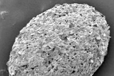 Scanning electron microscopy images reveal a microscopic, oval-shaped shell with tapered ends, from which an organism’s feet may have extended. The surface of the shell is made up of tiny bits of silica, aluminum and potassium, which the organism likely collected from the environment and glued to form armor.