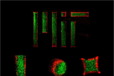Using a temperature-responsive micromold, MIT engineers created two-layer gel microparticles (the red and green areas represent separate layers).
