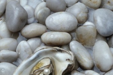 Oyster with pearl atop rocks