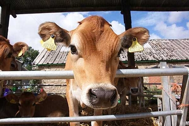 Livestock husbandry in the United States significantly contributes to many environmental problems, including the release of methane.