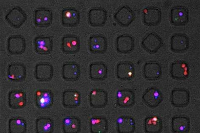 Inside these squares, single T cells taken from HIV-infected patients interact with infected cells. This technology, developed by MIT chemical engineers, offers the first way to study how effectively individual T cells respond to HIV-infected cells.