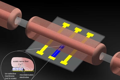 Ion-Selective Microelectrodes for Low-Power Electrochemical Stimulation and Blocking of Neuromuscular Systems.