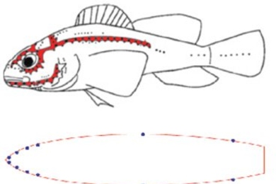 'Lateral lines' in fish contain hundreds of tiny pressure and velocity sensors that enable them to navigate through currents and eddies as efficiently as possible. To mimic that ability, MIT researchers have developed inexpensive, sensitive MEMS-based pressure sensors and mounted them on a small experimental vessel in a pattern that replicates the distribution of the lateral lines.