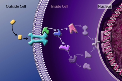 Cells receive external signals (depicted in yellow) through sensing molecules — or receptors — (depicted in aqua) embedded in the cell membrane. These, in turn, start a cascade of signaling molecules that carry the signals to the nucleus or other internal structures in the cell. The new research shows the speed or other characteristics of this signaling process can change when the signals are ...