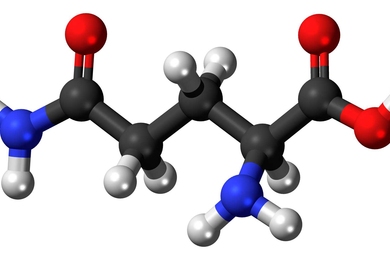 MIT researchers have found that when deprived of oxygen, cancer cells can engage an alternate metabolic pathway that allows them to use glutamine (seen above) as the starting material for synthesizing lipids.
