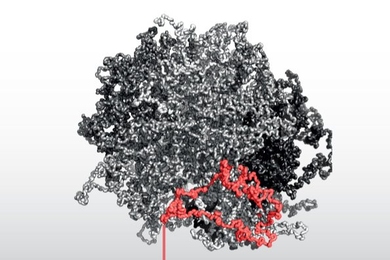 At top, a fractal globule model of chromosome organization, with an example of a potentially deleted loop in red. Just below is a map of chromosomal contacts on chromosome 17 – the darker squares show that there are more contacts between locations that are closer to one another. At bottom is map of somatic copy number alterations on chromosome 17 (deletions in red, amplifications in blue) across...