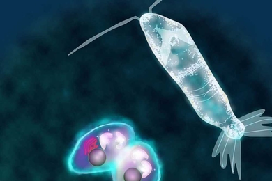 Diverse microorganisms undergoing growth and reproduction. As organisms evolved from simple prokaryotes to unicellular eukaryotes to multicellular organisms their strategies for internal energy partitioning dramatically changed as illustrated by a recent mathematical model.