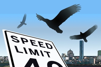 birds flying over speed limit sign