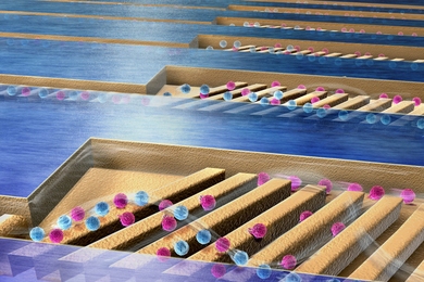 A new microfluidic device isolates target cells (in pink) from the rest of the flow by getting them to stick weakly to the device's ridges, then roll through trenches, and into a collection chamber.