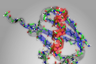 In this structural diagram of the protein ubiquitin, alpha helices are highlighted in red and beta sheets highlighted in blue.