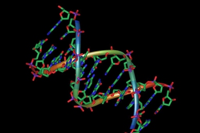 MIT and Boston University researchers have shown that antibiotics launch a cascade of events that produces fatal DNA damage.