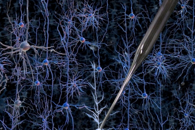 neurons