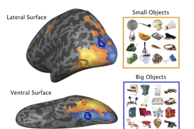 This figure shows brain activations while participants view pictures of objects. Activations are shown on a brain where the cortex has been inflated for visualization, and a view of the lateral surface (side-view) and ventral surface (bottom-view) are depicted. Blue regions show where cortex is more active for big objects and orange regions show cortex that is more active for small objects.  Examp...