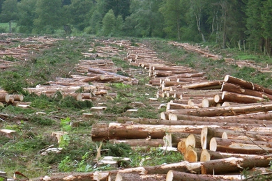 Trees are cut down to make room for fields.