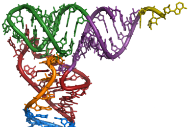 X-ray structure of a tRNA molecule found in yeast.
