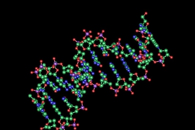 MIT and BU researchers designed new transcription factors that can bind to DNA and turn on specific genes.
