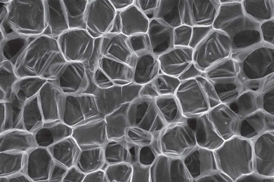 A scanning electron micrograph of carrot, top, and potato, bottom, showing relatively thin-walled cells. The oval objects within the potato tissue are starch granules.